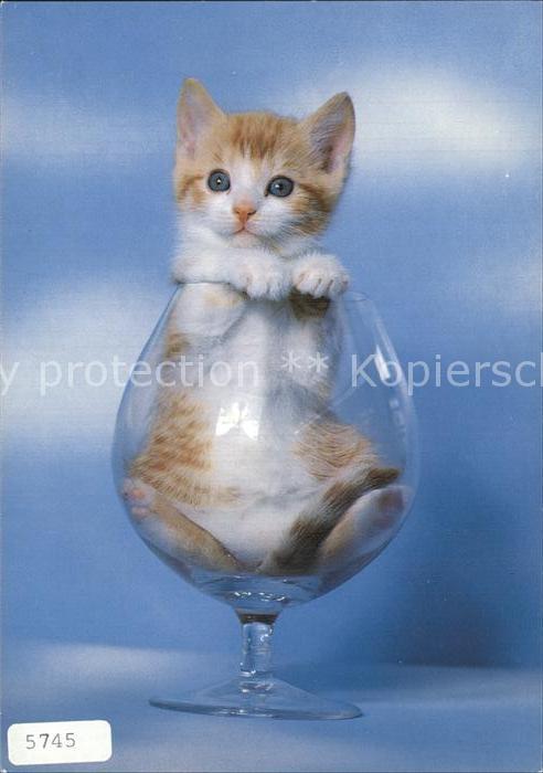 Katzen