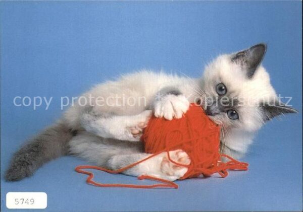 Katzen Wolle