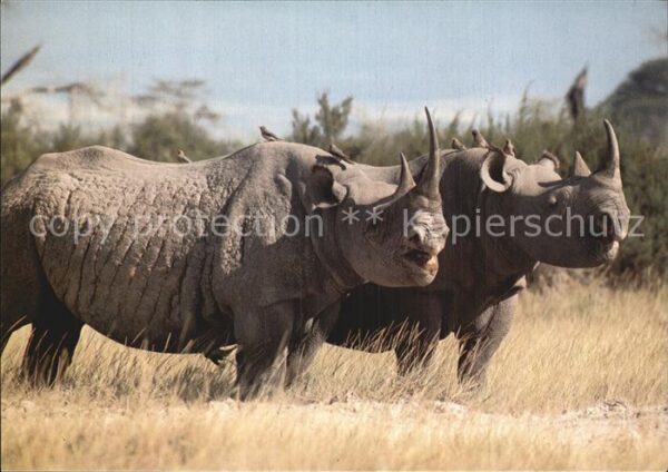 Nashorn Spitzmaulnashorn Rhinoceros noir