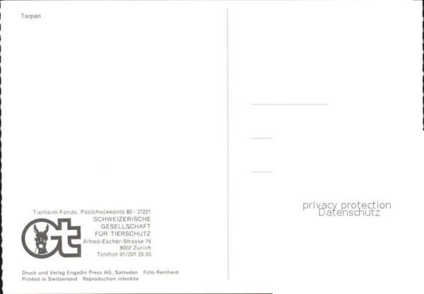 Pferde Tarpan – Bild 2
