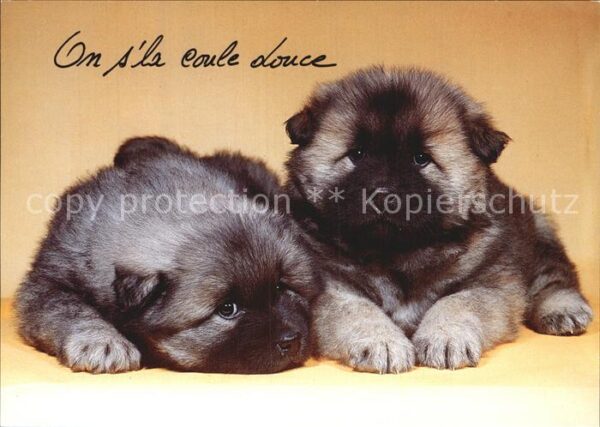 Hunde Welpen