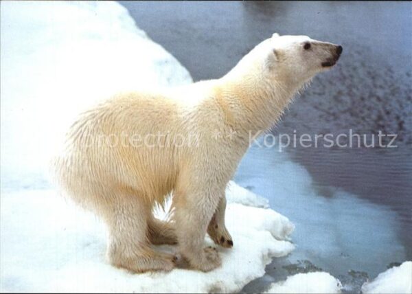 Eisbaer Polar Bear Norway