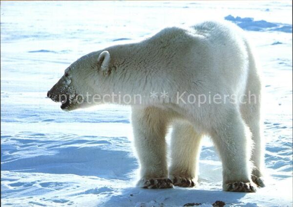 Eisbaer Polar Bear Norway Svalbard