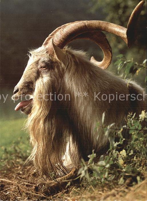 Ziege Hausziege Chevre Goat
