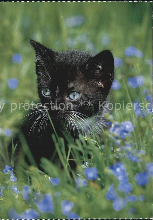 Katzen Hauskatze