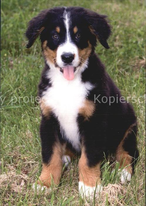 Hunde