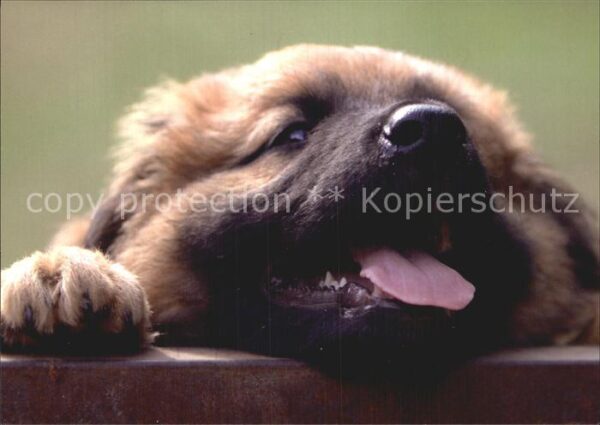 Hunde Stiftung Fonds Versuchstierefreie Forsc