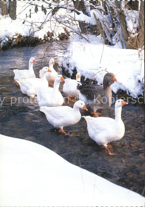 Gefluegel Hausgans Oie Goose