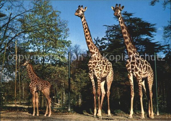 Giraffe Zoo Basel
