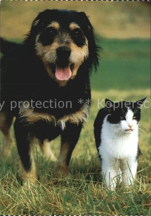 Hunde Katze Tierschutz Schweiz