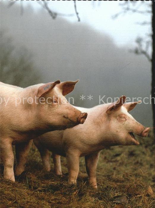 Schweine Hausschweine Porcs Pigs