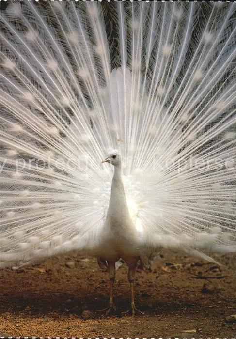 Voegel Weisser Pfau Paon Peafowl
