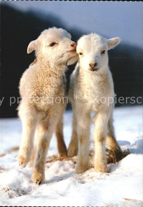 Schafe Hausschaf Mouton Sheep