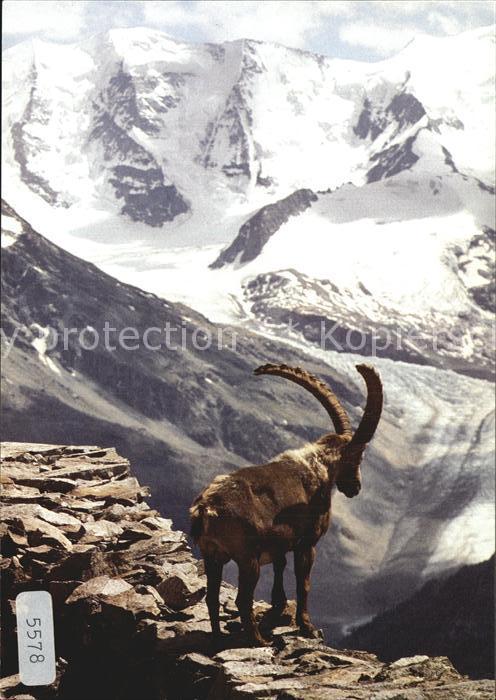 Steinbock Alpensteinbock Bouquetin Ibex