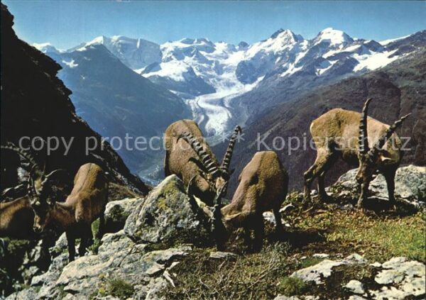 Steinbock Piz Albris Berninagruppe Morteratschgle