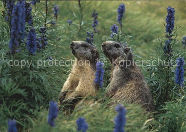 Murmeltier Marmottes Marmots