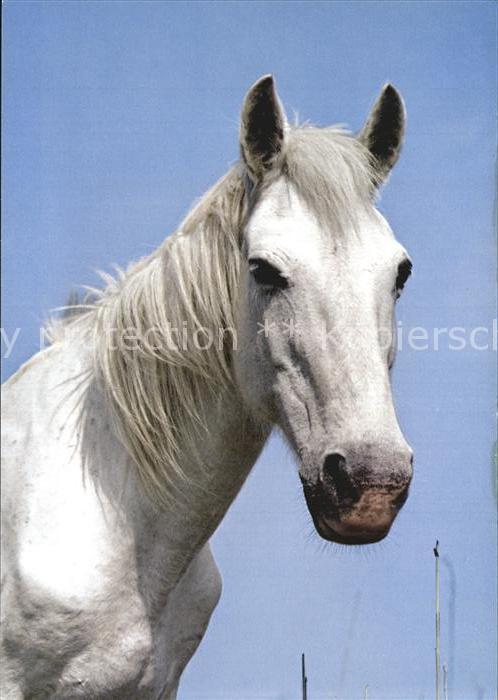 Pferde Camargue