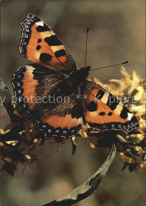 Schmetterlinge Aglais urticae Kleiner Fuchs