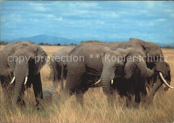Elefant Kensta Wildlife