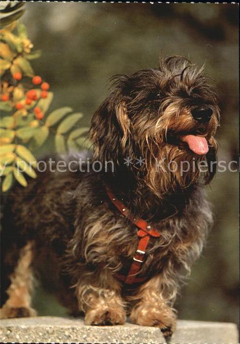 Hunde Rauhhaardackel Tekel a poil dur