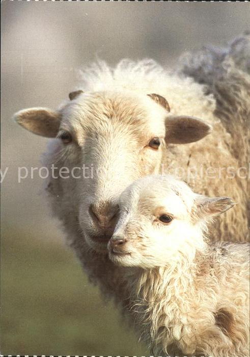 Schafe Hausschaf Mouton Sheep