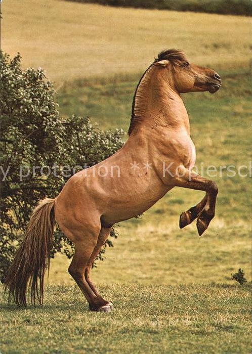 Pferde Fjord-Pferd Chevail Horse