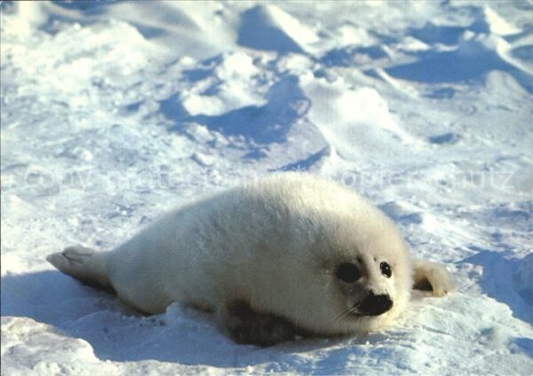 Robben Seehunde Robbenkind