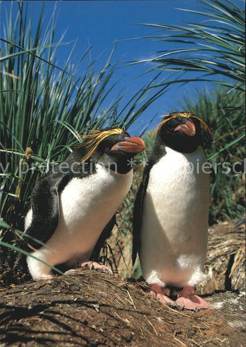 Pinguin Goldschopf-Pinguin Eudyptes chrysolophu