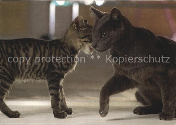 Katzen Whiskas