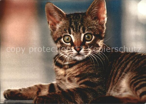 Katzen