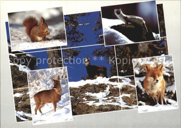 Tiere Alpentiere Eichhörnchen Gemse Fuchs Reh
