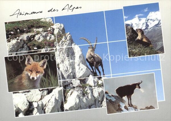 Tiere Alpentiere Fuchs Steinbock Murmeltier G