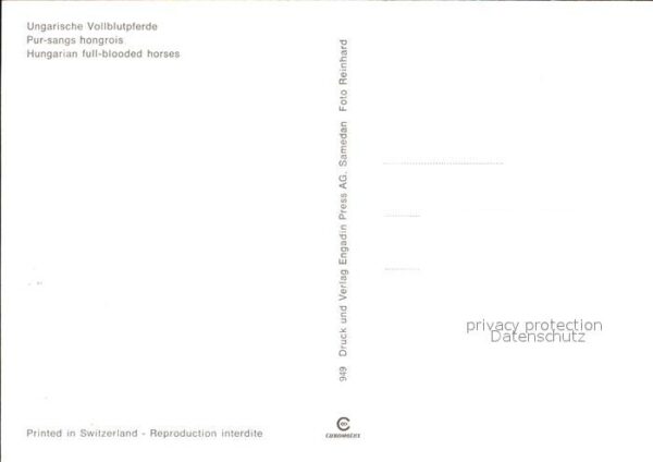 Pferde Ungarische Vollblupferde – Bild 2