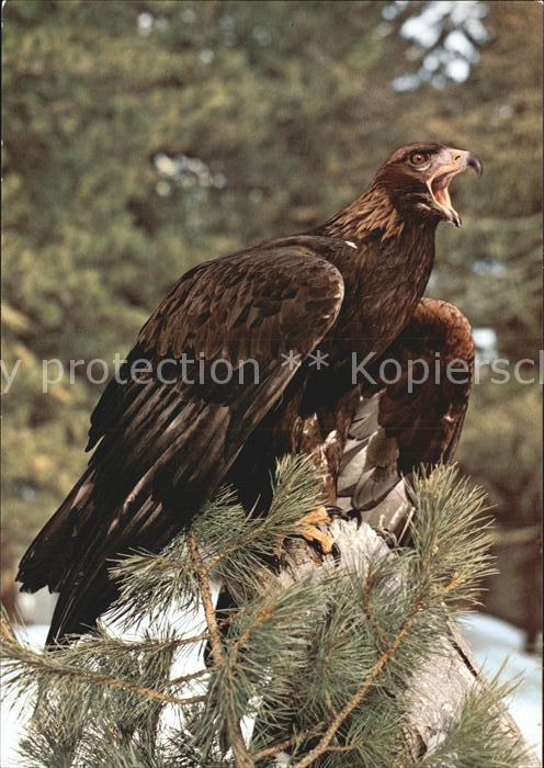 Adler Eagle Aigle Aguila Steinadler Aquila chrysaetus Aigle roya
