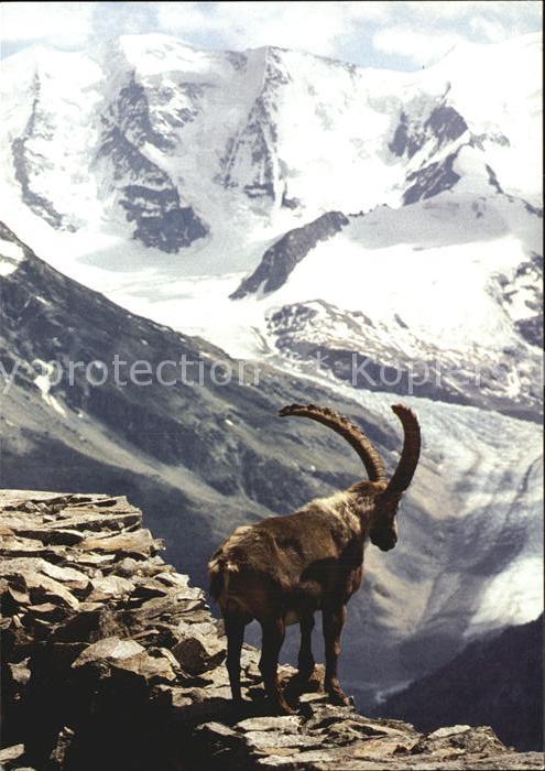 Steinbock Alpensteinbock Bouquetin Capra Ibex