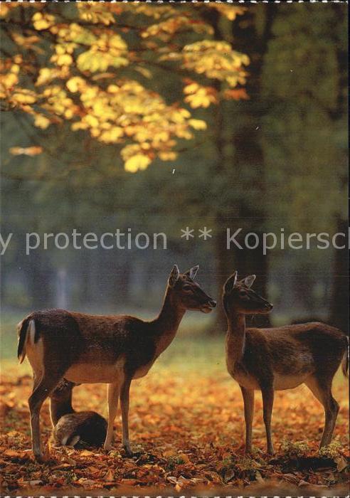 Hirsch Damwild Fallow-Deer