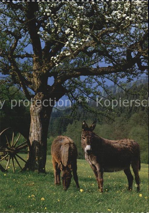 Esel Tiere