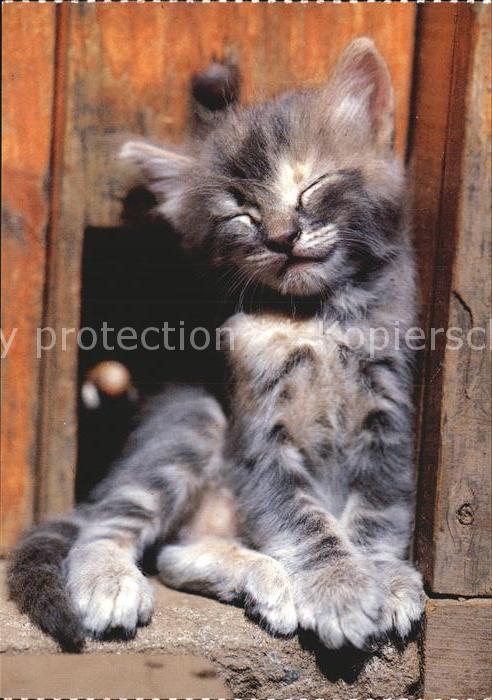 Katzen Hauskatze