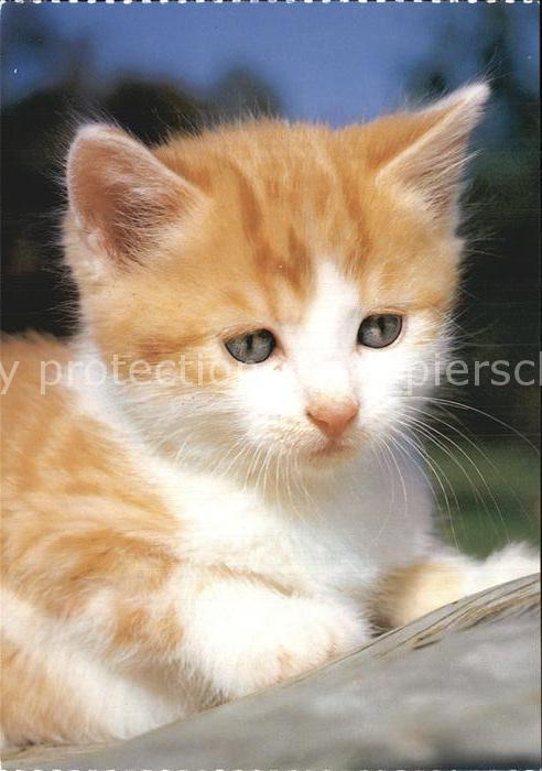 Katzen Hauskatze