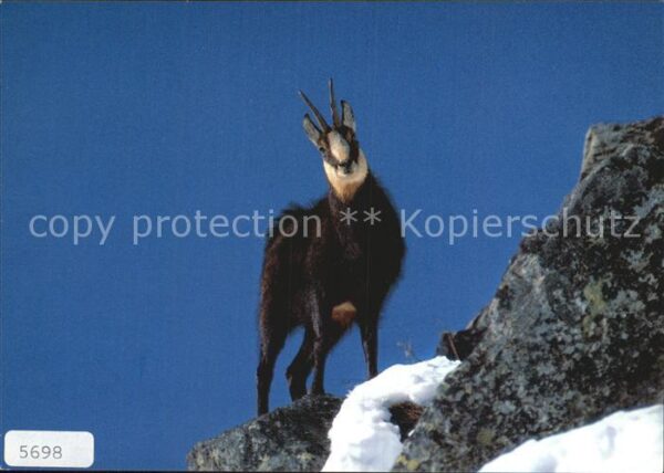 Gemse Chamois