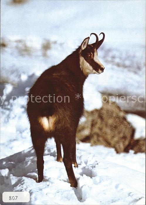 Gemse Chamois Rupicapra