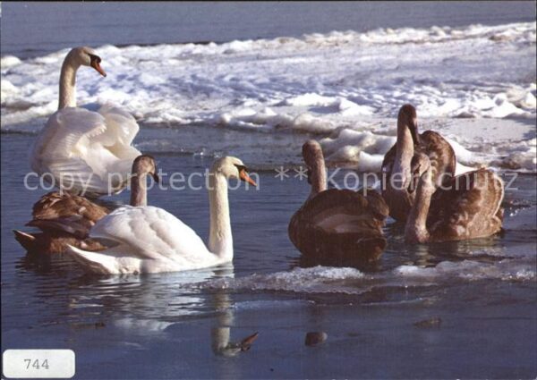 Schwan Höckerschwäne Swans Cygnes muets