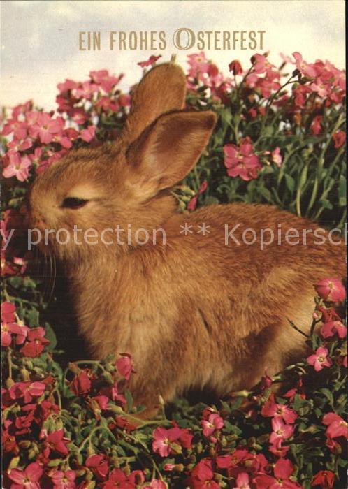 Hasen Ostern