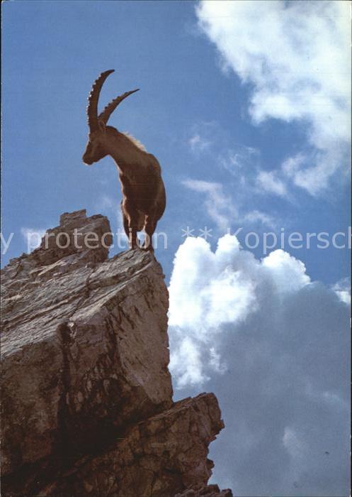 Steinbock Alpensteinbock Bouquetin Ibex