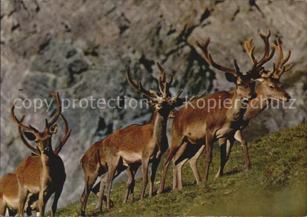 Hirsch Hirschrudel Cerfs Stags