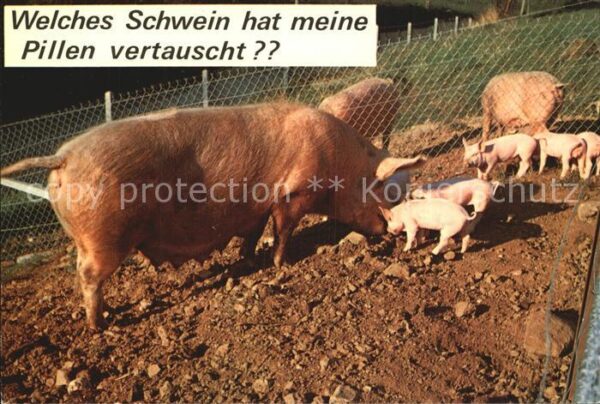 Schweine