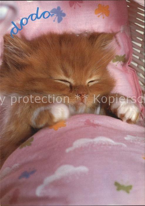 Katzen
