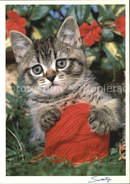 Katzen Wolle