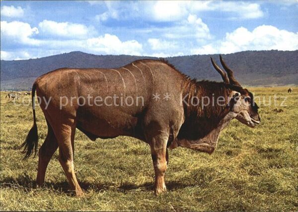 Tiere Elenantilope Eland