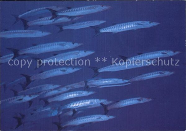 Fische Barrakudas Sphyraena barracuda